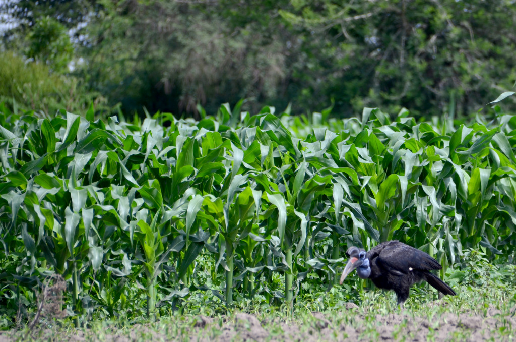 Abissinian ground hornbill