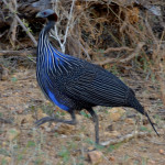 Pintada guineana