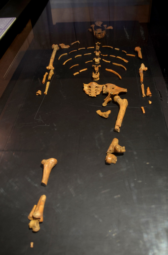 Les restes de la Lucy al Museu Nacional d'Etiòpia