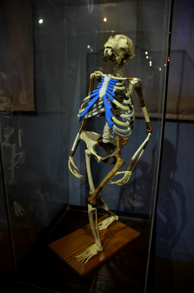 Reconstrucció a escala real de la Lucy en el Museu Nacional d'Etiòpia
