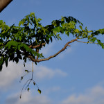 Moringa