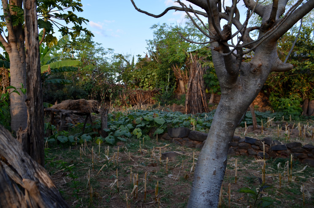 Dins les parcel.les familiars hi ha petits horts on els Konso planten sorgo i carbasses per la seva subsistència