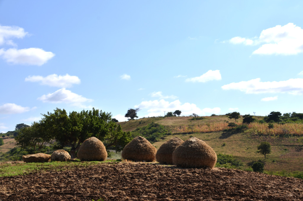 Les piles de teff ja segat s'identifiquen per la curiosa forma de cúpula que fa que semblin bolets gegantins en la llunyania