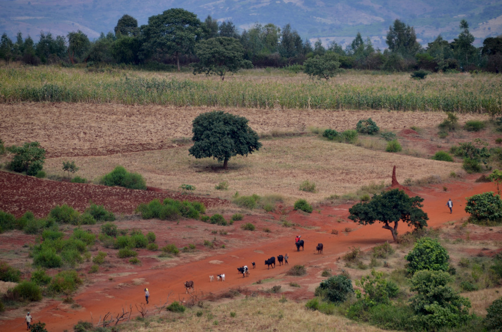 Camps de conreus, termiters, bestiar i caminants conviuen en harmonia