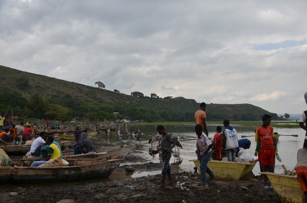 El mercat del peix del llac Awassa és un constant anar i venir de barquetes que vénen amb les seves captures, gent que corre per aconseguir la millor mercaderia al millor preu i marabús que volten esperant les restes