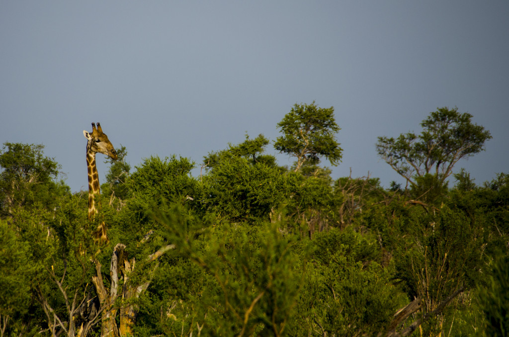 La jirafa ens observa amb el coll estirat mentre mastega tranquilament unes fulles d'acàcia, el seu principal aliment