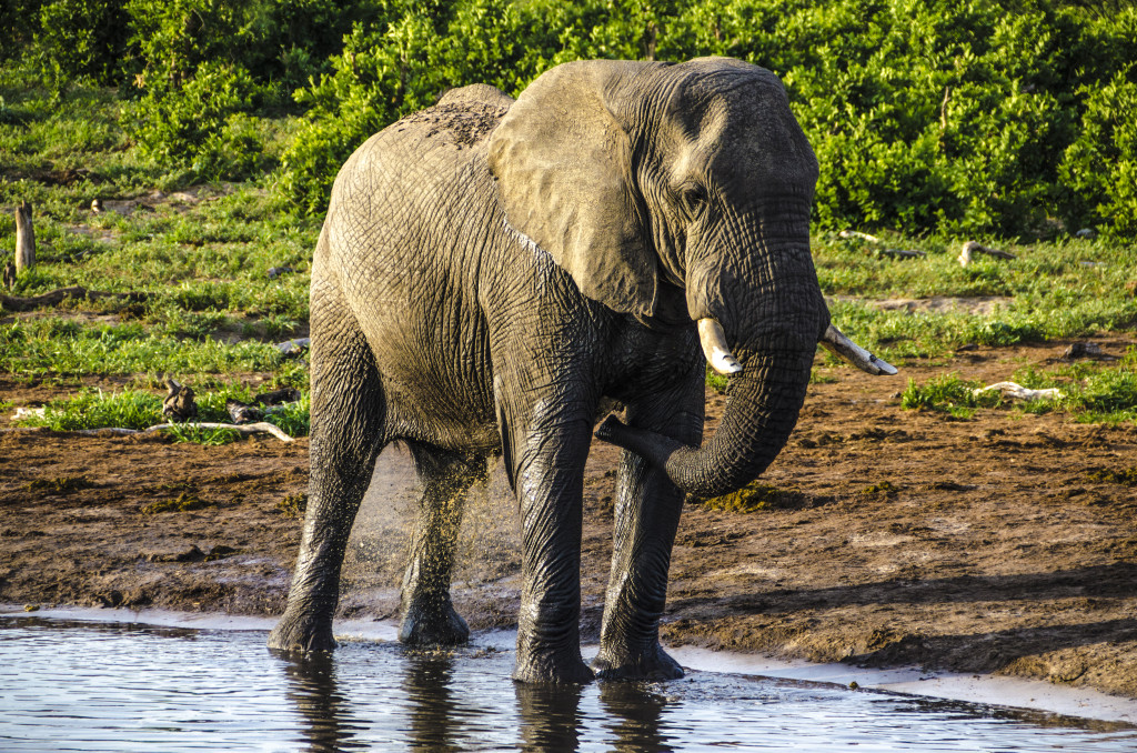 El dia passa sense pressa pels elefants, que aprofiten qualsevol petit toll d'aigua per refrescar-se. No son ni les set del matí i la calor ja és sofocant.