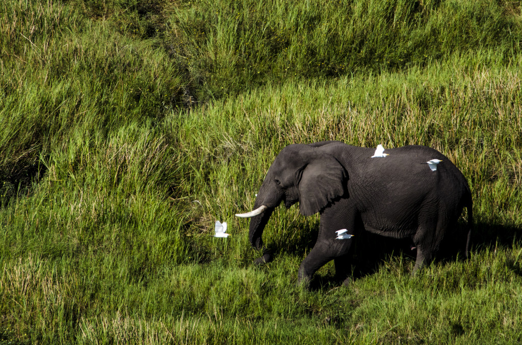 Elefant en busca de pastures
