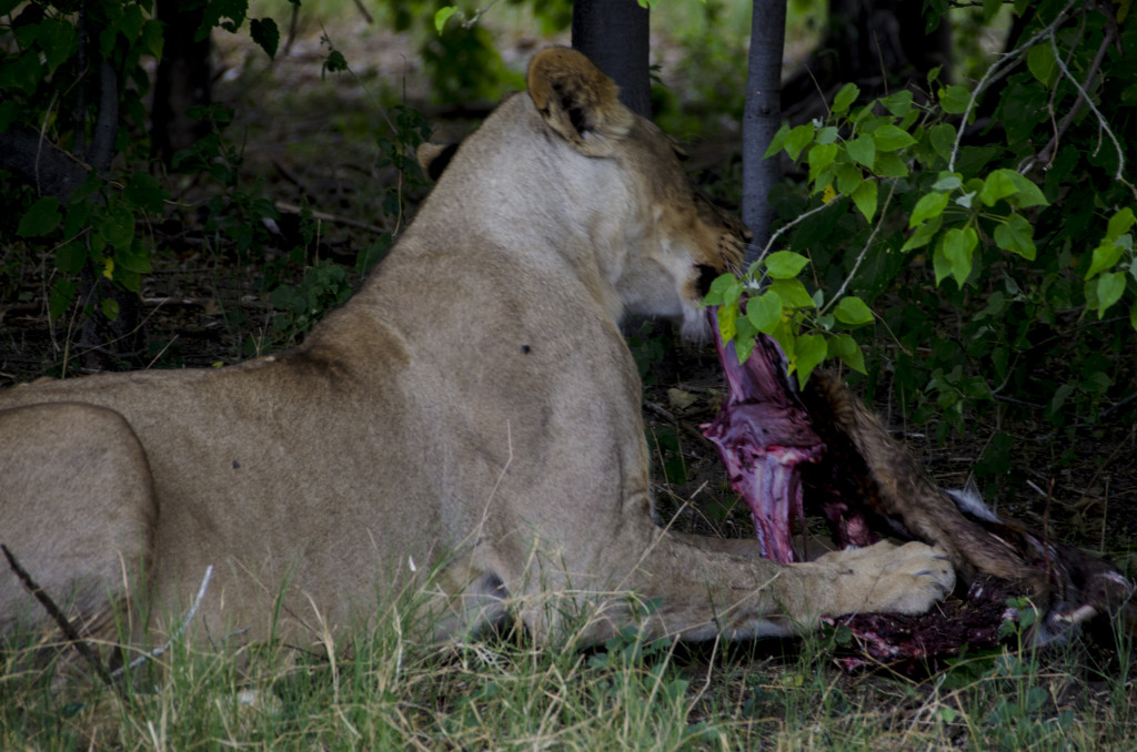 La lleona devora tranquilament l'impala mentre ens mira de reüll