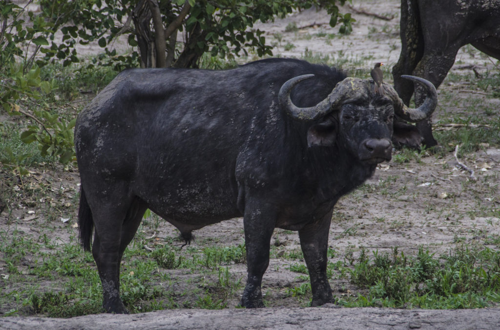 Els búfals ens miren tranquils... Resulta sorprenent que aquests animals aparentment tan pacífics com una vaca, siguin dels més temuts pels guies dels safaris