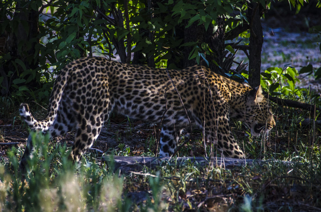 La femella de lleopard marxa sense aconseguir caçar la seva presa. 