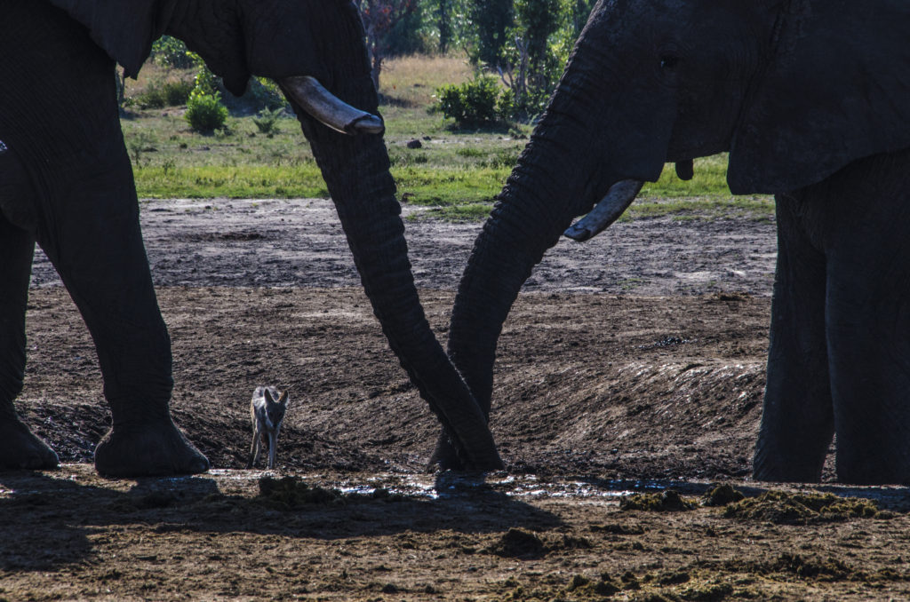 Els gegantins elefants s'apoderen de qualsevol toll d'aigua i dificulten que altres espècies puguin obtenir-ne. Quan algun agosarat s'acosta, el fan fora amb energia