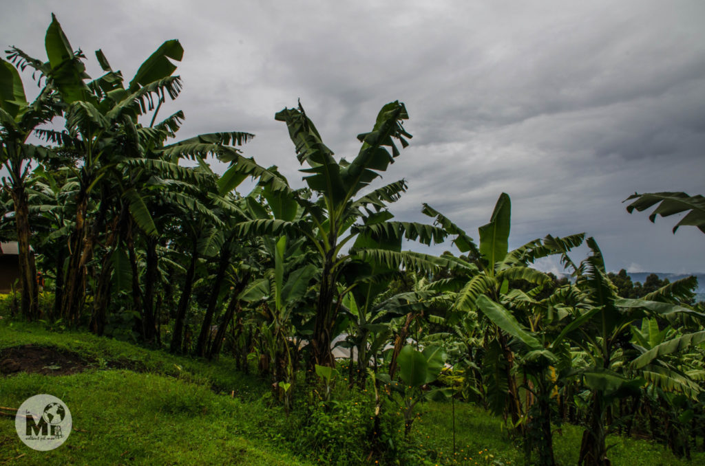 Els cultius de plataners (matoke, ja que son falses bananes) ens acompanyen en tot el trekking
