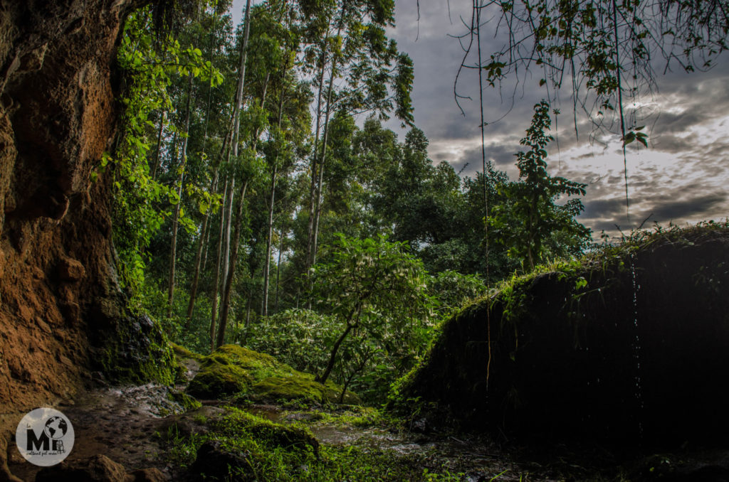 La cova queda amagada en una zona boscosa i l'aigua regalima per les lianes