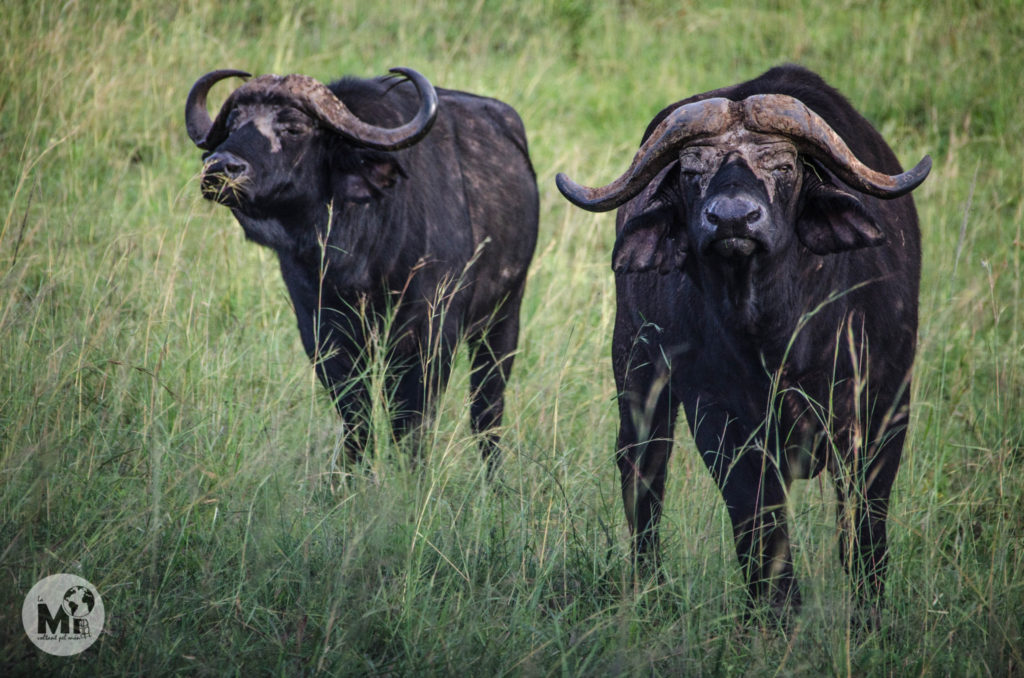 Els búfals es queden a les vores del camí mirant-nos desafiants amb la seguretat que els atorga ser uns dels animals més perillosos d'Àfrica