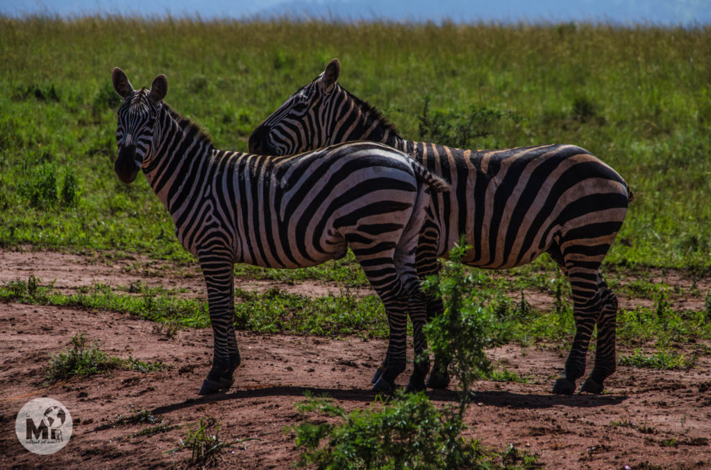 Les zebres a Uganda son del tipus que només tenen línies blanques i negres, a diferència de les de Botswana que tenien petites franges de color torrat