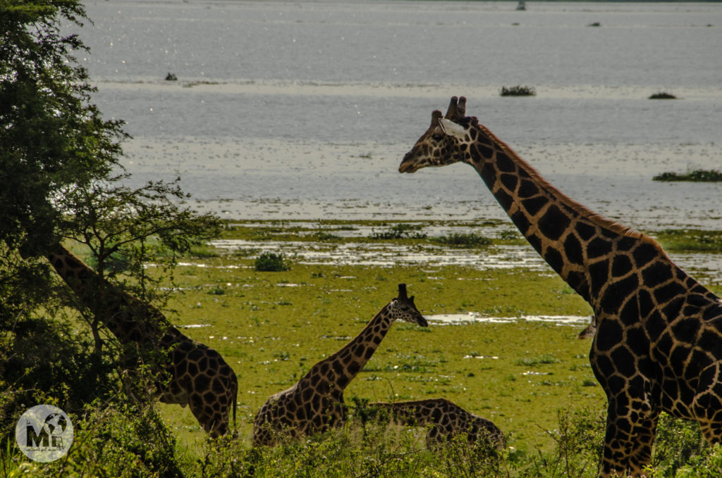 Les jirafes mengen pausadament a la vora del llac Albert