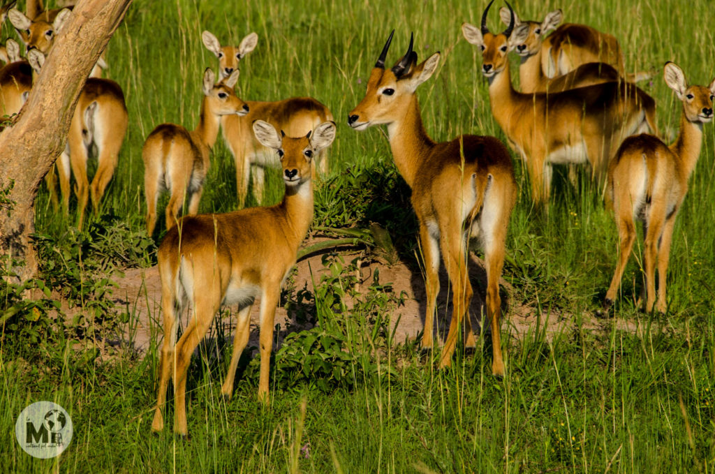 Al Parc Nacional de Murchinson Falls vam poder veure molts exemplars de Cobo Ugandès, un tipus d'antílop una mica més gran que l'impala que és endèmic d'Uganda