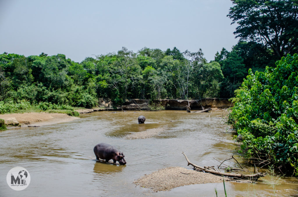 Els hipopòtams passegen tranquils en les aigües d'aquest riu. A l'altra banda del riu ja no és Uganda, sino que es tracta de la República Democràtica del Congo.