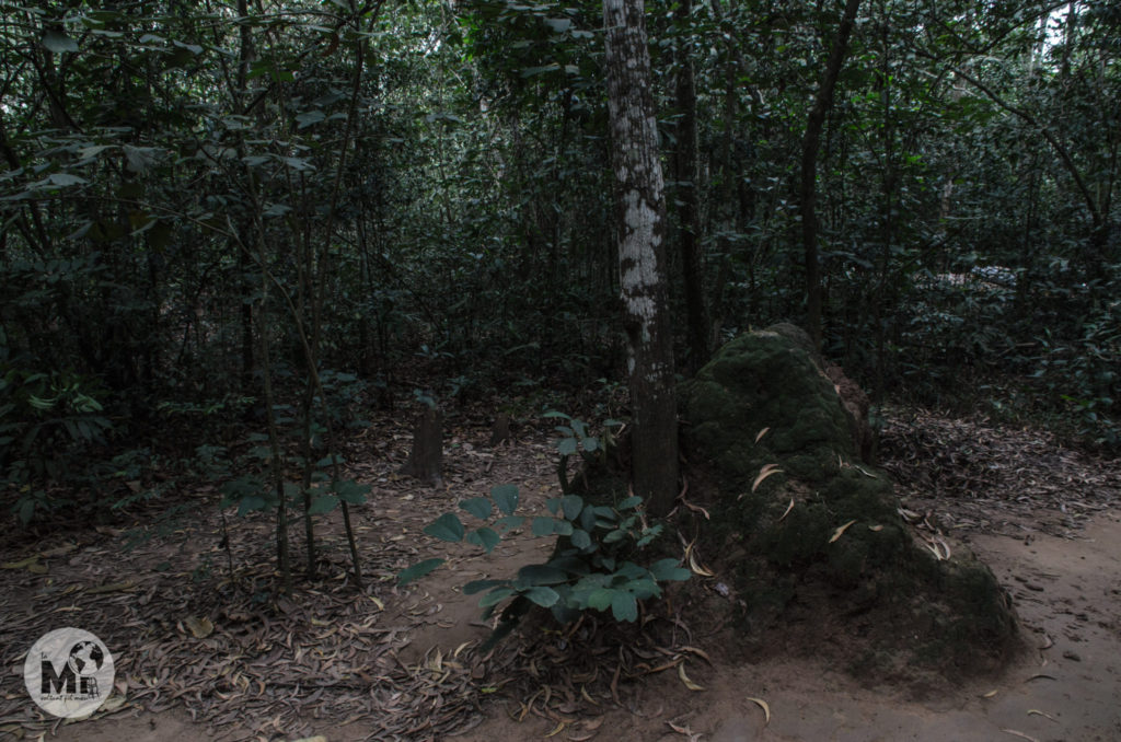 Els termiters son freqüents en la selva Vietnamita i oferien un amagatall perfecte per les sortides de ventilació