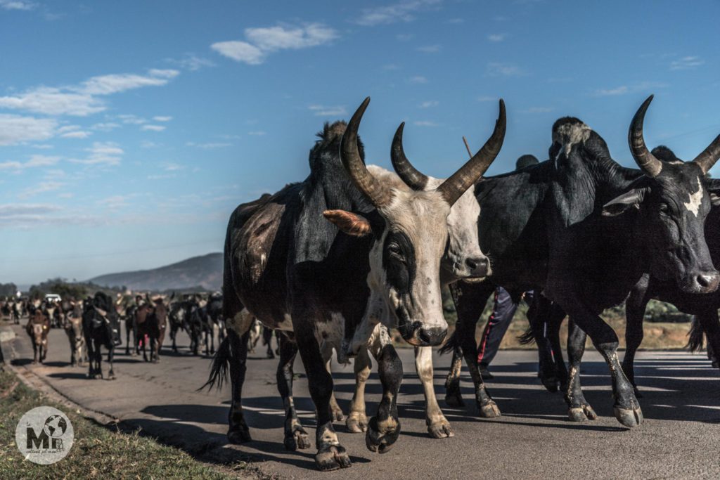 A la carretera ens trobem amb multitut de ramats de cebús que es dirigeixen als mercats