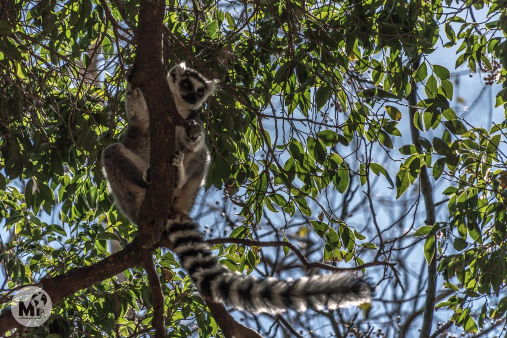 Lèmur de cua ratllada