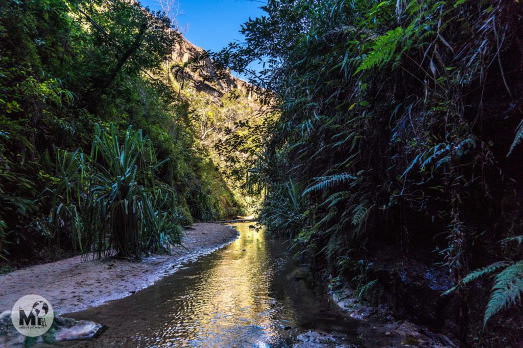 Resulta fascinant com la vegetació frondosa i gairebé tropical creix en una zona tan àrida lluny del riu