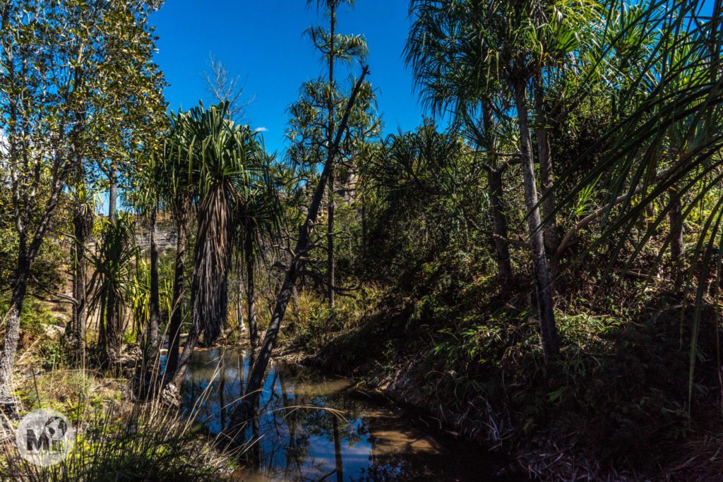 La zona de la piscina natural té una vegetació tropical espectacular, sembla un jardí!