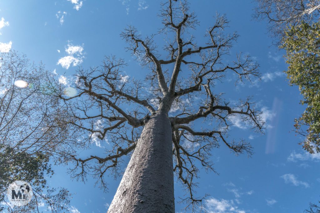 Baobab de la espècie Adansonia Za