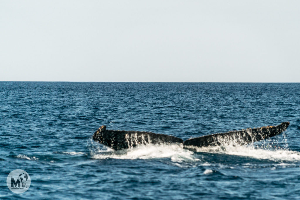 Una balena geperuda en llibertat pot arribar a viure uns 50 anys