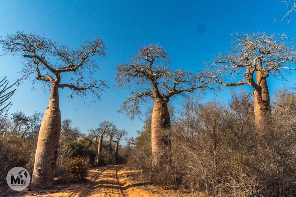 Els baobabs es troben a ambdues bandes del camí