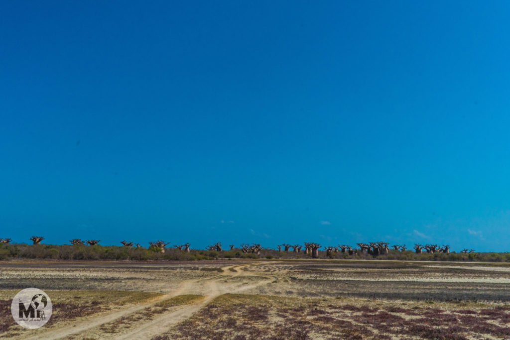 El bosc encantat de baobabs