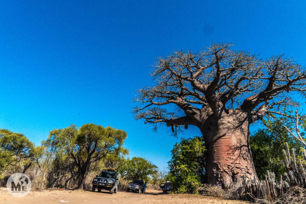 El tamany dels baobabs és més evident quan el comparem amb el d'altres elements als que estem habituats, com en aquest cas els 4x4