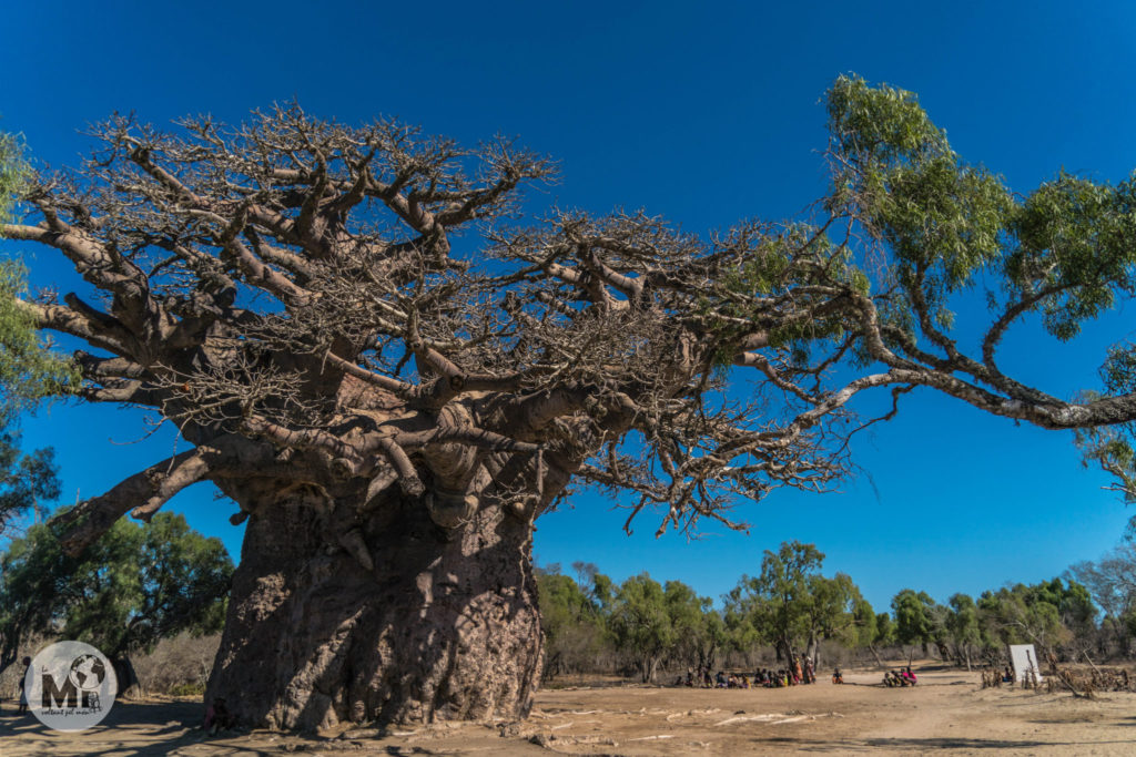 El Gran Baobab sagrat (fixeu-vos en el tamany de la gent al fons)