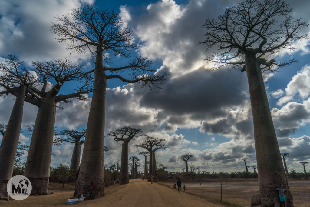 De tornada també la visitarem a la hora de la posta de sol, però de camí fins a Bekopaka fem una petita parada a la famosa avinguda dels Baobabs. És tan preciosa com sembla