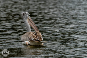 Les aus del llac Naivasha