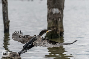 Les aus del llac Naivasha
