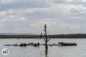 Hipopòtams al llac Naivasha