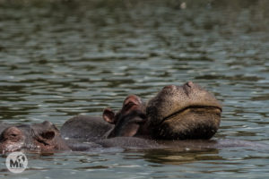 Hipopòtams al llac Naivasha