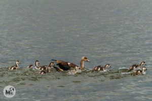Les aus del llac Naivasha