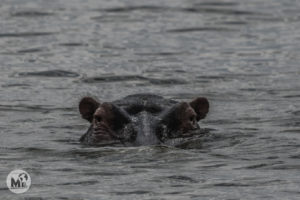 Hipopòtams al llac Naivasha