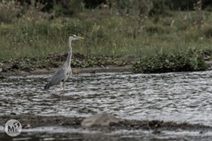 Les aus del llac Naivasha