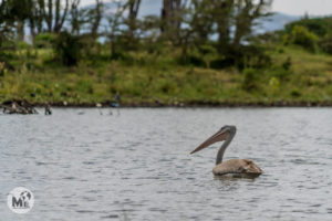 Les aus del llac Naivasha