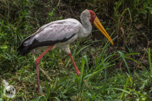 Les aus del llac Naivasha
