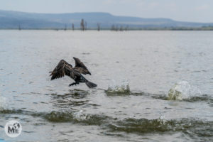 Les aus del llac Naivasha