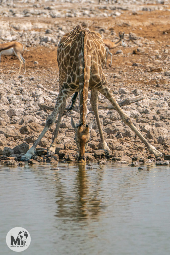La indefensió de la jirafa quan està bevent 