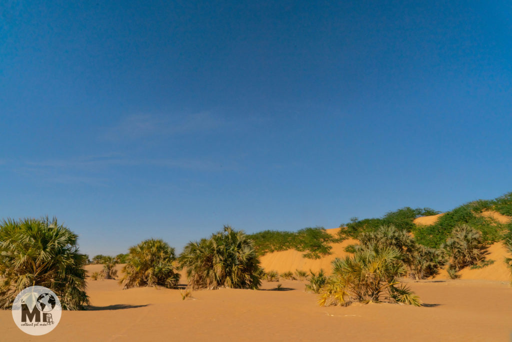 Les dunes de la zona on parem a dinar estan cobertes d'una mena de planta enfiladissa que en sosté la sorra, i és que la sorra del desert Nubi és molt fèrtil gràcies al llim que el Nil ha anat deixant durant mil.lenis