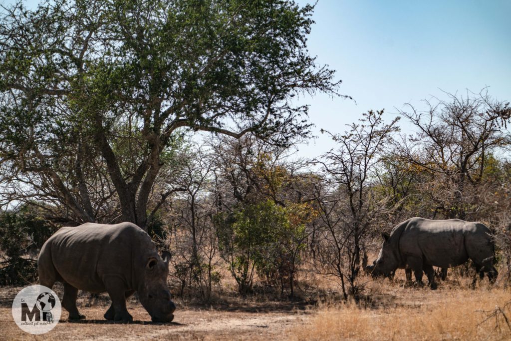 Tenim a escassos metres un mascle i una femella adults de rinoceront blanc i una cria